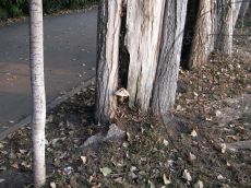 Volvariella-bombycina_Краснодар_стация